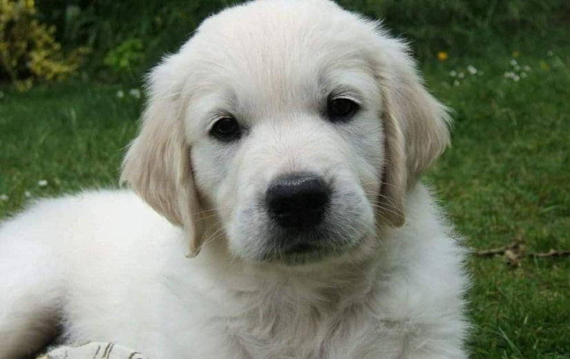 Oscar one of the 5 Golden Retrievers I looked after - here as a puppy